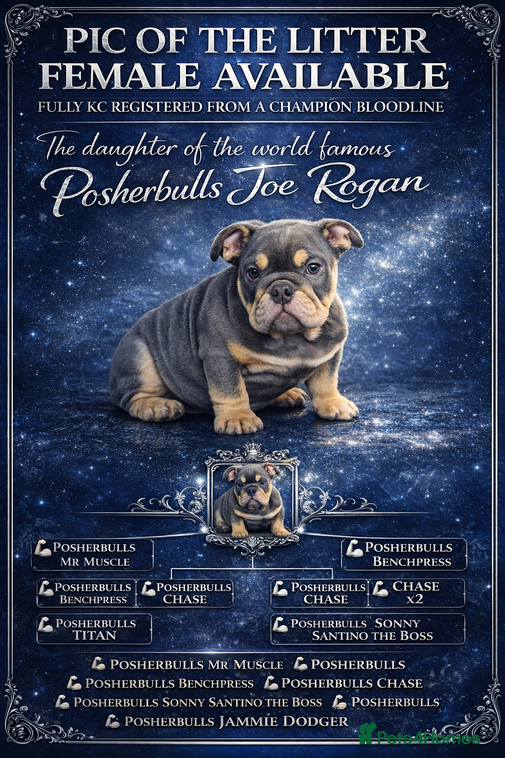 English Bulldog dogs PICK OF THE LITTER FEMALE REMAINING  - Advert 10