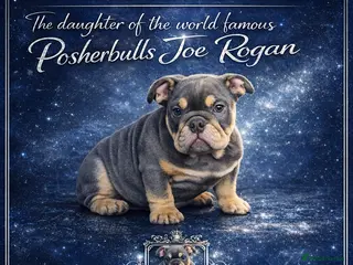 English Bulldog dogs PICK OF THE LITTER FEMALE REMAINING - Advert 10