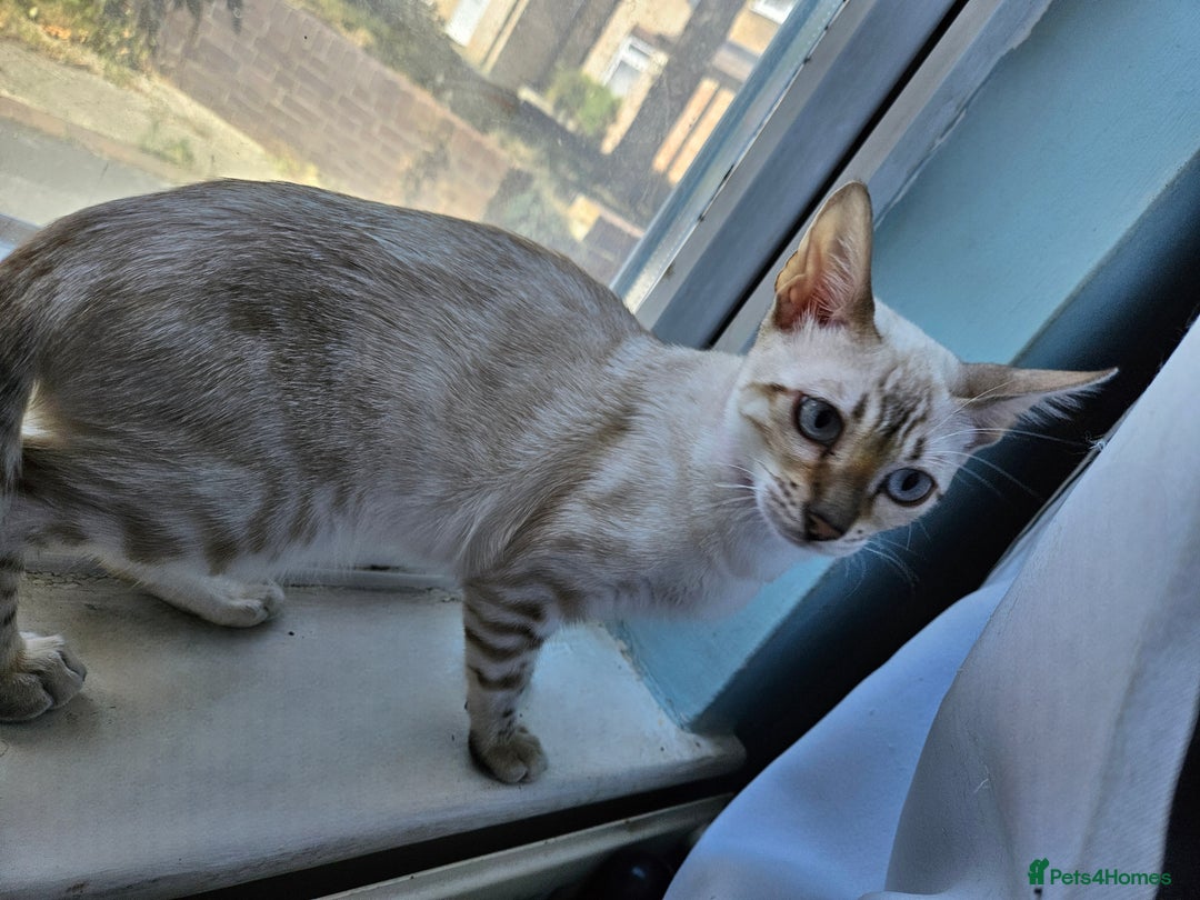 Bengal cats for sale: Snow bengal kittens for loving homes  - Image 8