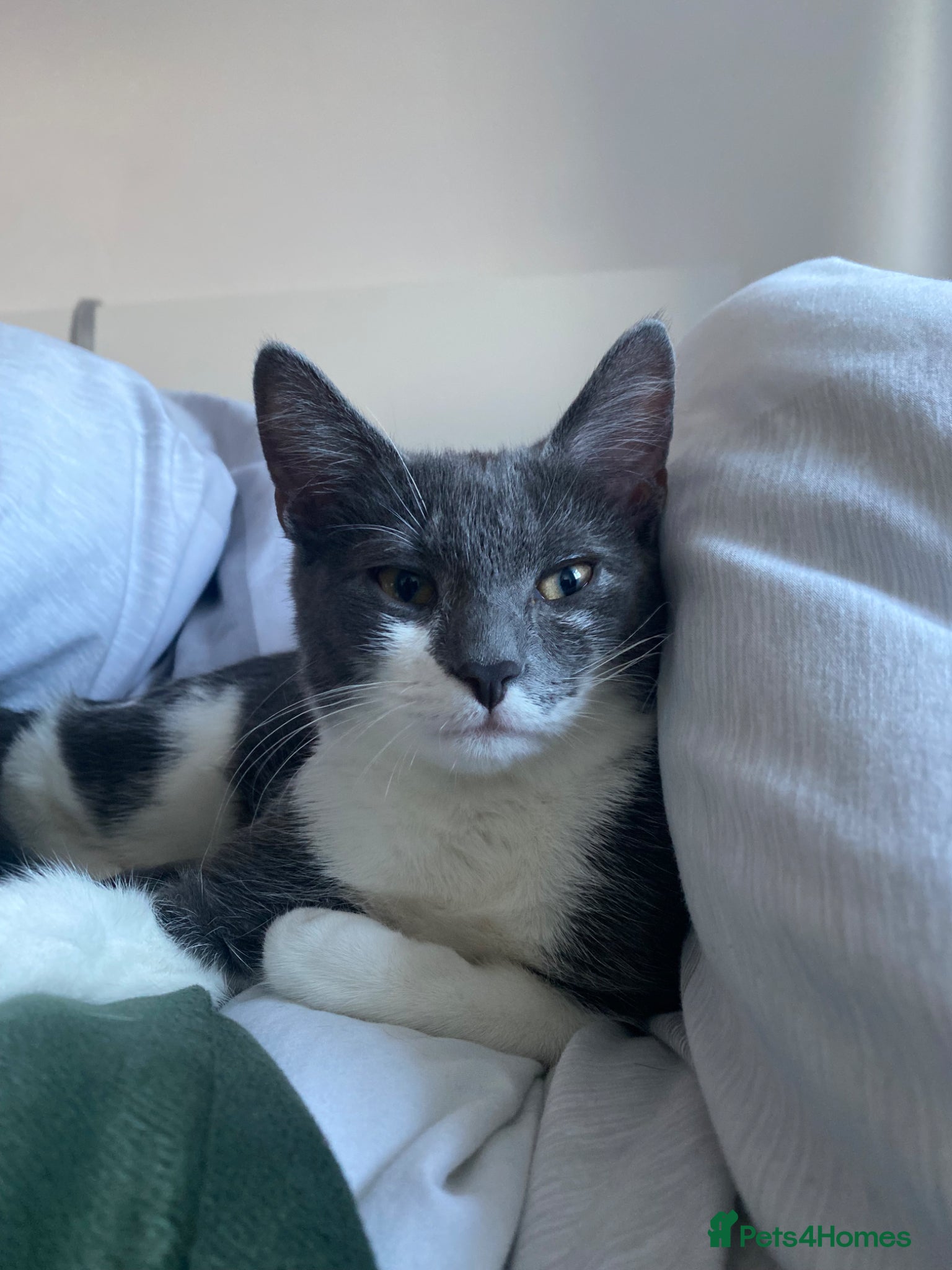 Mixed Breed cats White and grey boy  - Advert 2