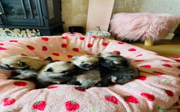 Pomeranian dogs for sale: KC Teddy Bear Pomeranians  - Image 2