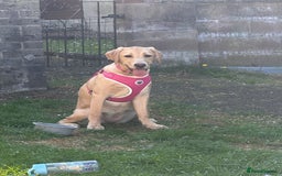 Labrador Retriever dogs for sale: 8 month old lab not KC - Image 3