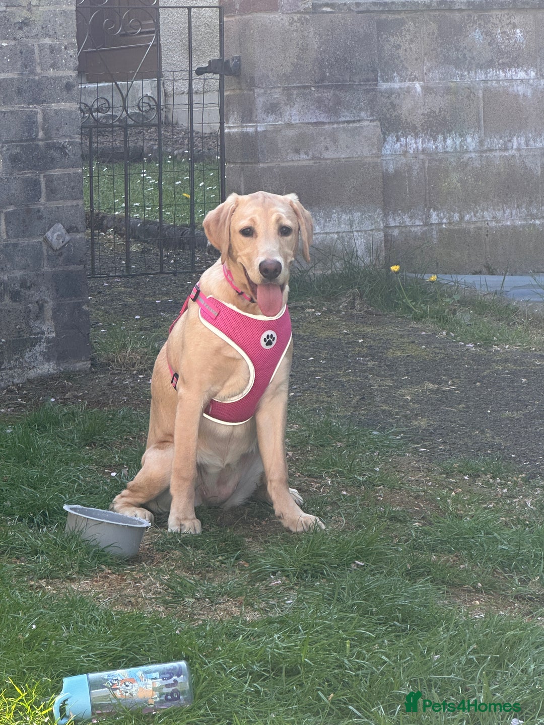 Labrador Retriever dogs for sale: 8 month old lab not KC - Image 3
