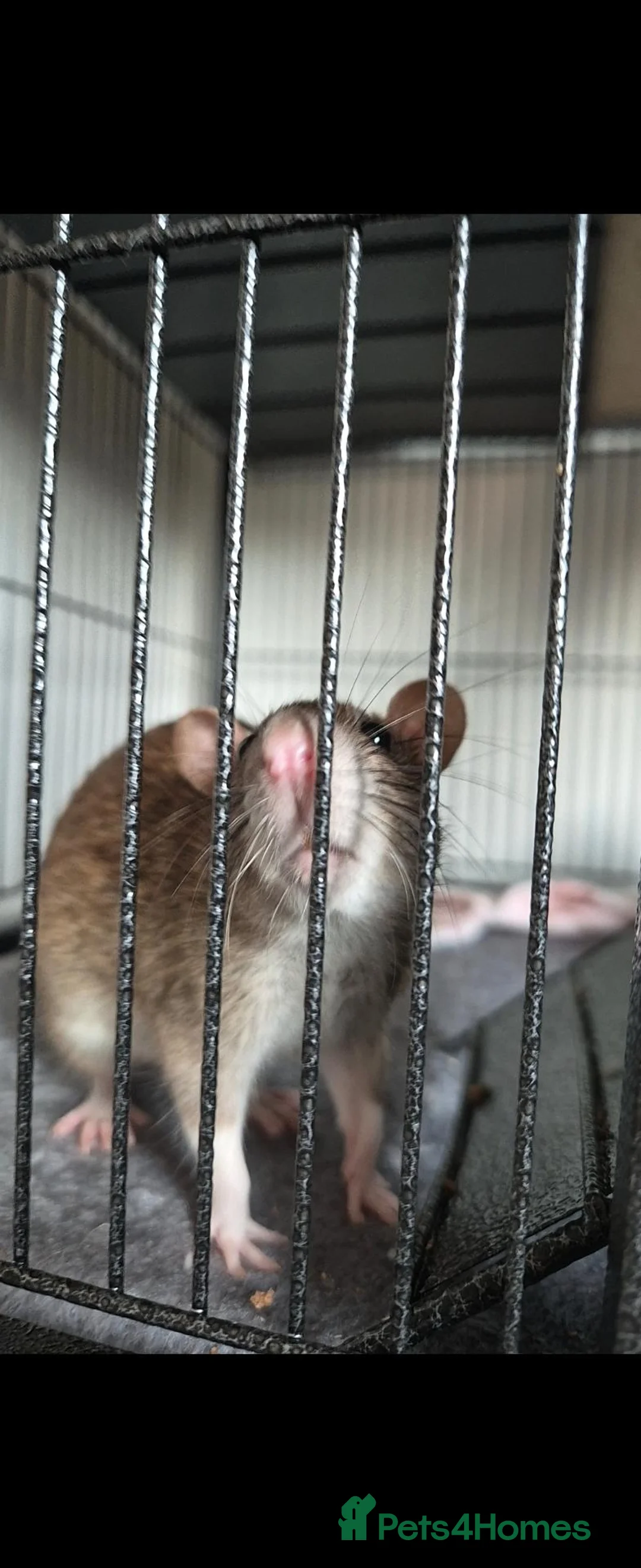 Rat rodents for sale: 3 fancy rats.  in Stoke-on-Trent - Advert 2
