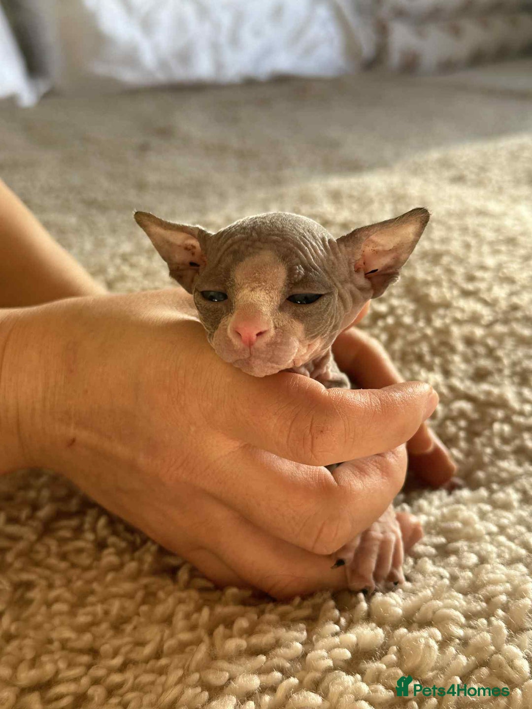 Sphynx cats for sale: Sphinx kittens 🩵❤️ - Advert 9