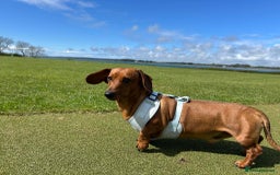 Miniature Dachshund dogs for sale: True miniature dachshund  - Image 3