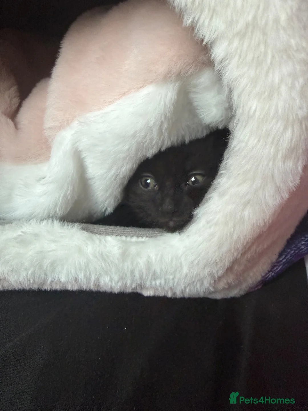 Mixed Breed cats for sale: Fluffy Male Kitten - Advert 6