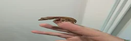 Gecko reptiles for sale: Lily White Phantom Crested Geckos  in Hook - Advert 4