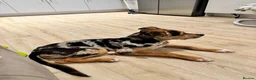 Mixed Breed dogs for sale: Beautiful German shepherd x cane corso  - Advert 2