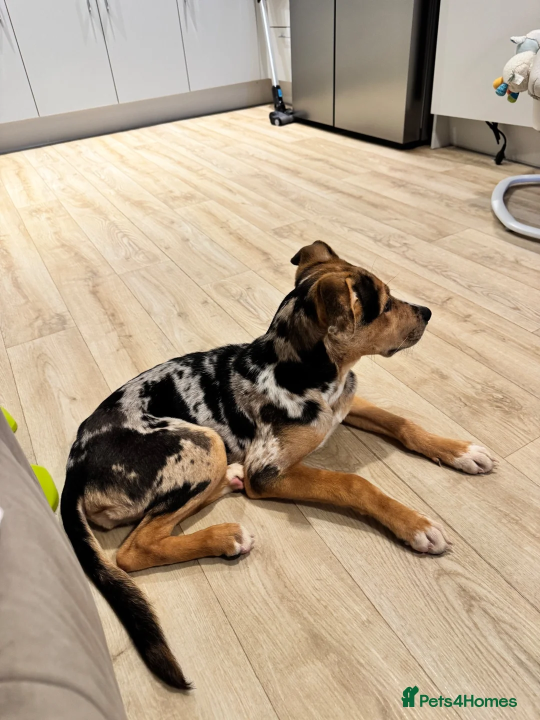 Mixed Breed dogs for sale: Beautiful German shepherd x cane corso  - Advert 2