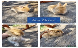 Mini Lion Lop rabbits for sale: 3 beautiful litter ready to reverse  - Image 3