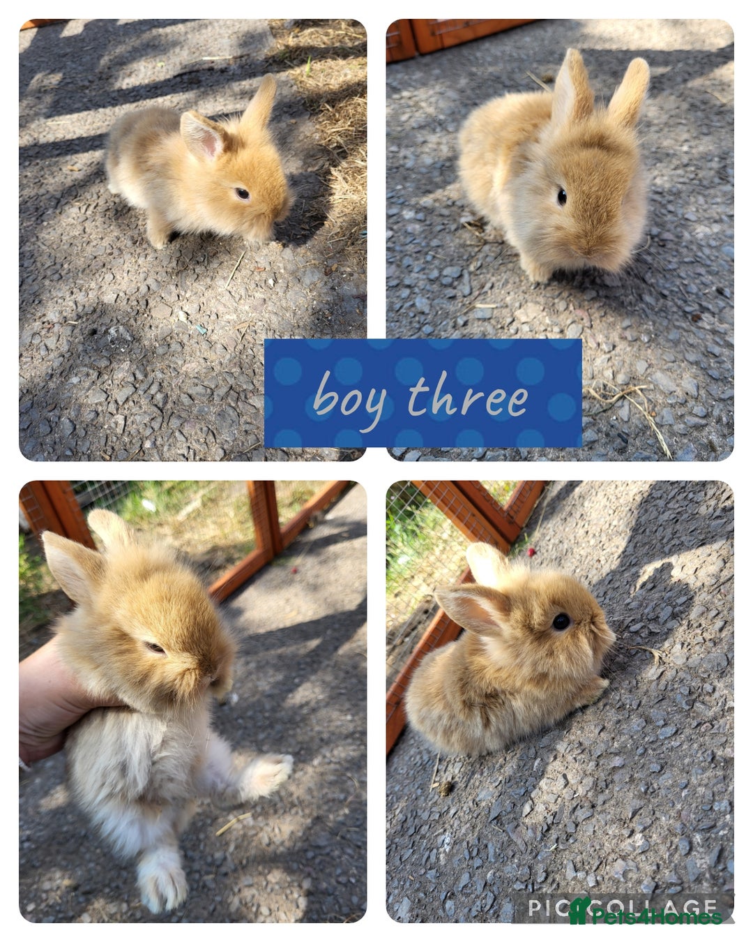 Mini Lion Lop rabbits for sale: 3 beautiful litter ready to reverse  - Image 3