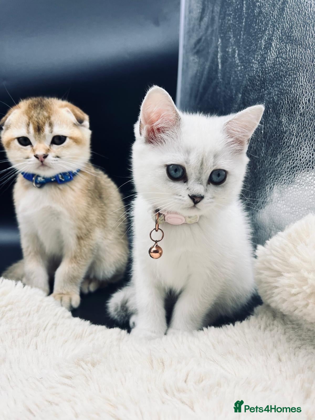 Scottish Fold cats TICA Registered Scottish Fold Kittens - Advert 3