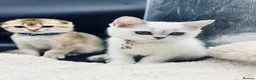 Scottish Fold cats for sale: TICA Registered Scottish Fold Kittens - Advert 5