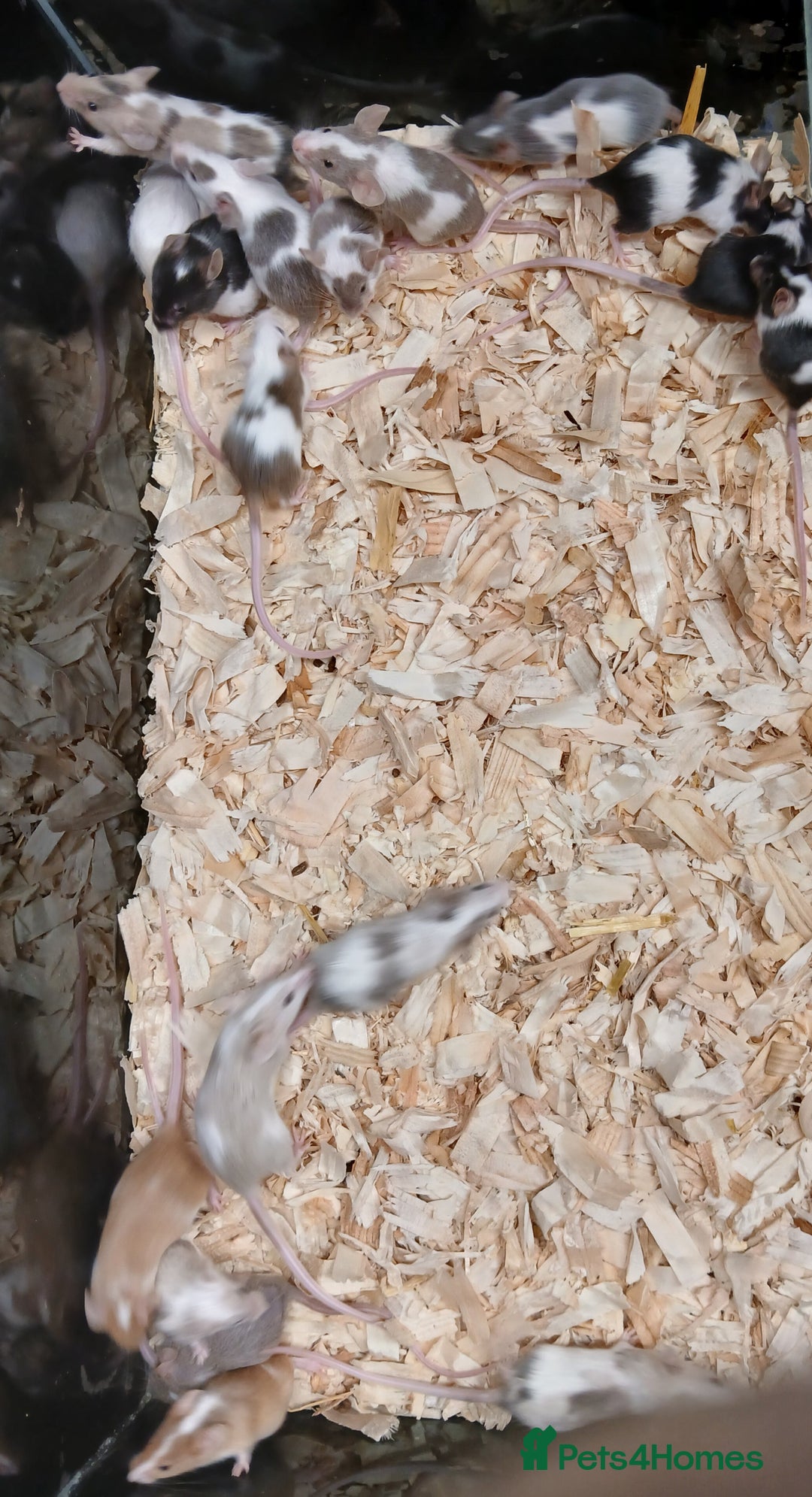 Mouse rodents for sale: Baby Fancy Pet Mice , Females available  - Image 6