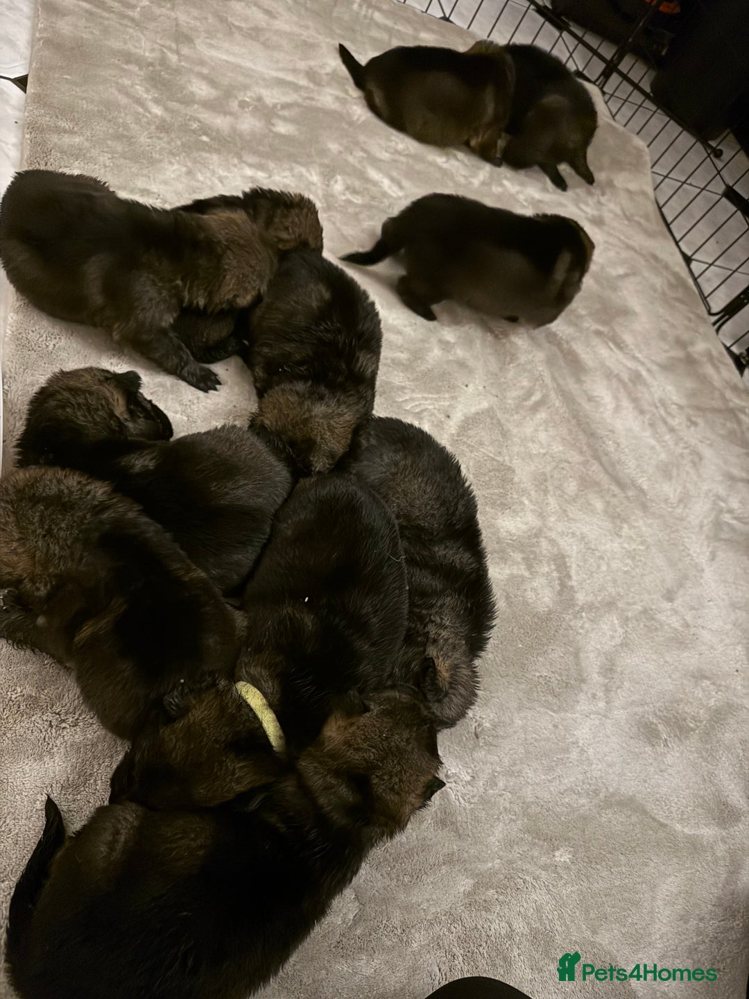 German Shepherd dogs for sale: Stunning German Shepard Litter Only 4 girls left - Image 2