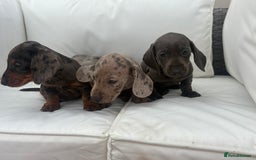 Miniature Dachshund dogs for sale: Beautiful babies - Image 13