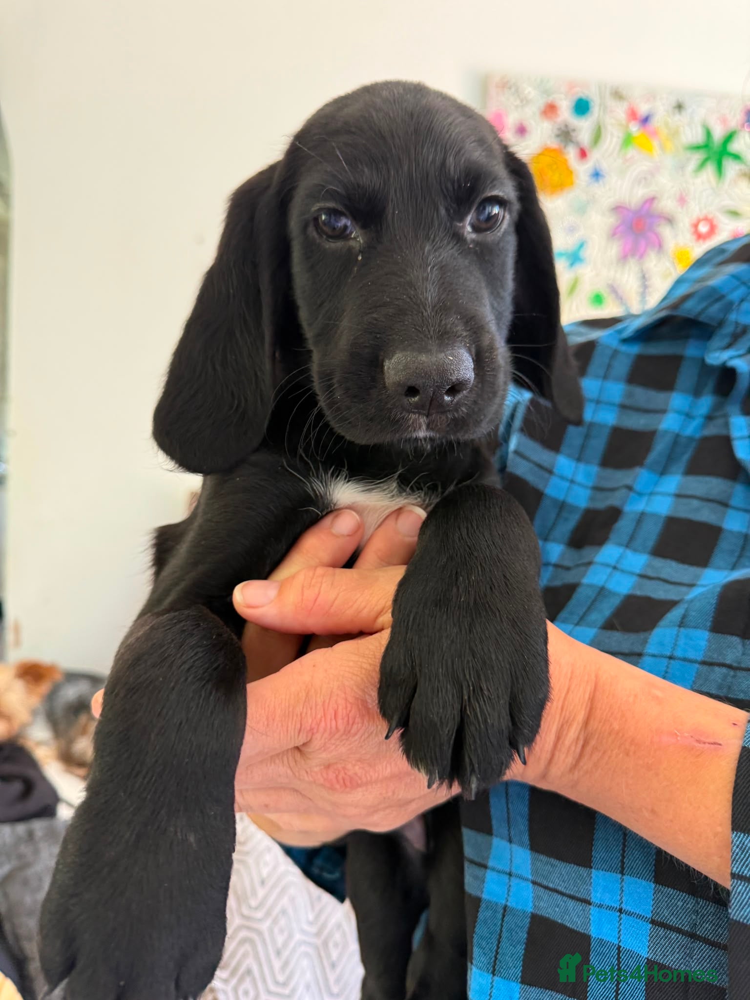 Mixed Breed dogs Beautiful GSD x cocker spaniel x Irish setter pups - Advert 2