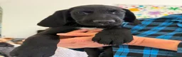 Mixed Breed dogs for sale: READY TO LEAVE NOW!  - Advert 2