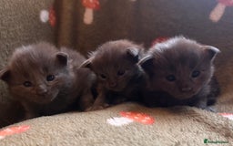 Maine Coon cats for sale: Halloween babies 🎃🐈‍⬛ - Advert 3