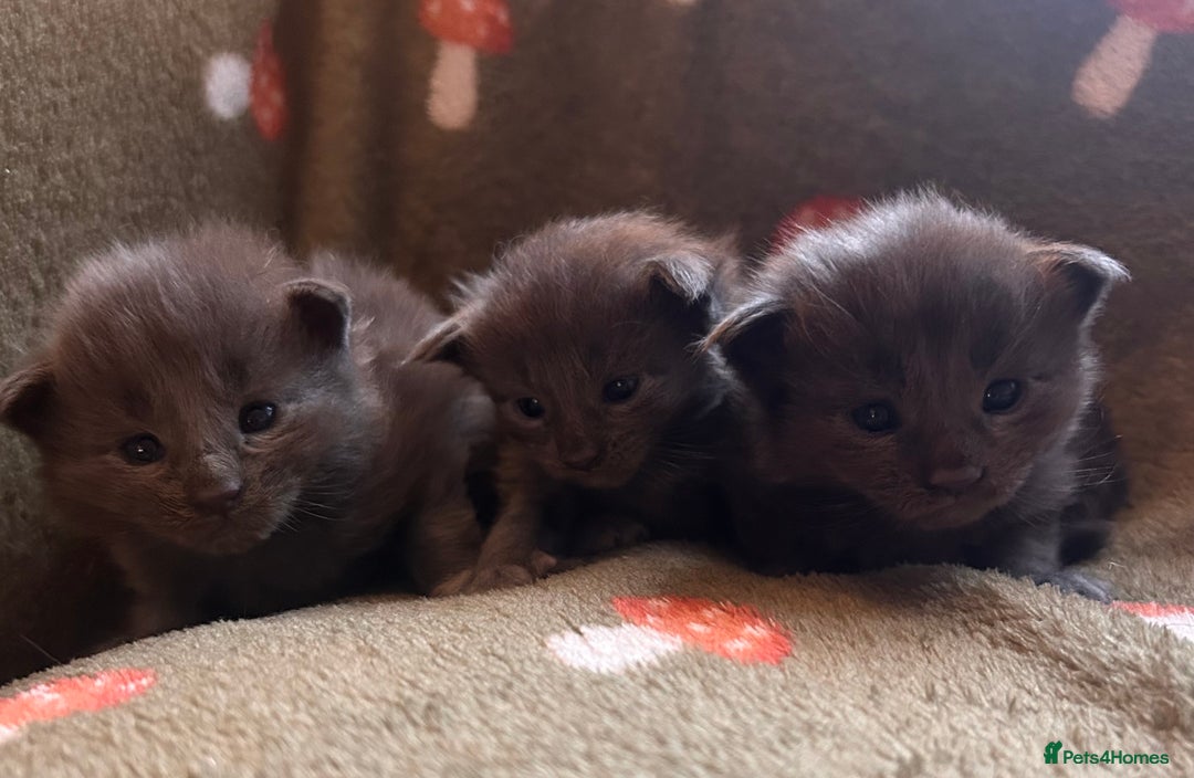 Maine Coon cats for sale: Halloween babies 🎃🐈‍⬛ - Advert 3
