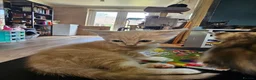 Mixed Breed cats for sale: 4 adorable female kittens for sale  - Advert 25