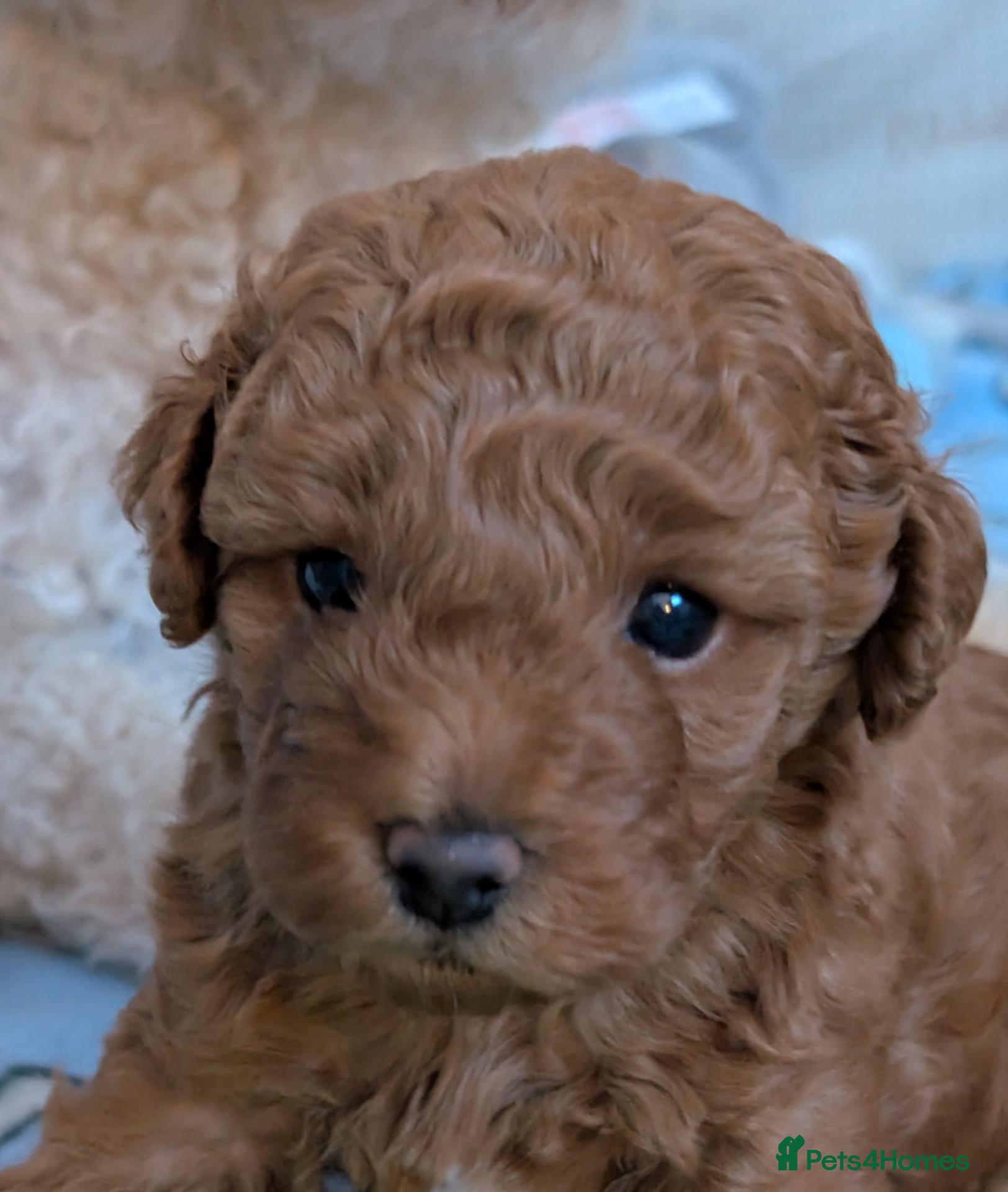 Cavapoo dogs F1B Deep Fox Red Toy DNA Clear Puppies  - Advert 2