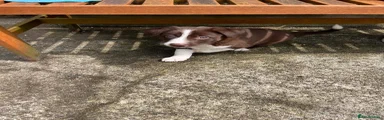 Border Collie Puppy 3