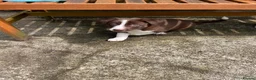 Border Collie dogs for sale: Border collie puppies - Advert 10