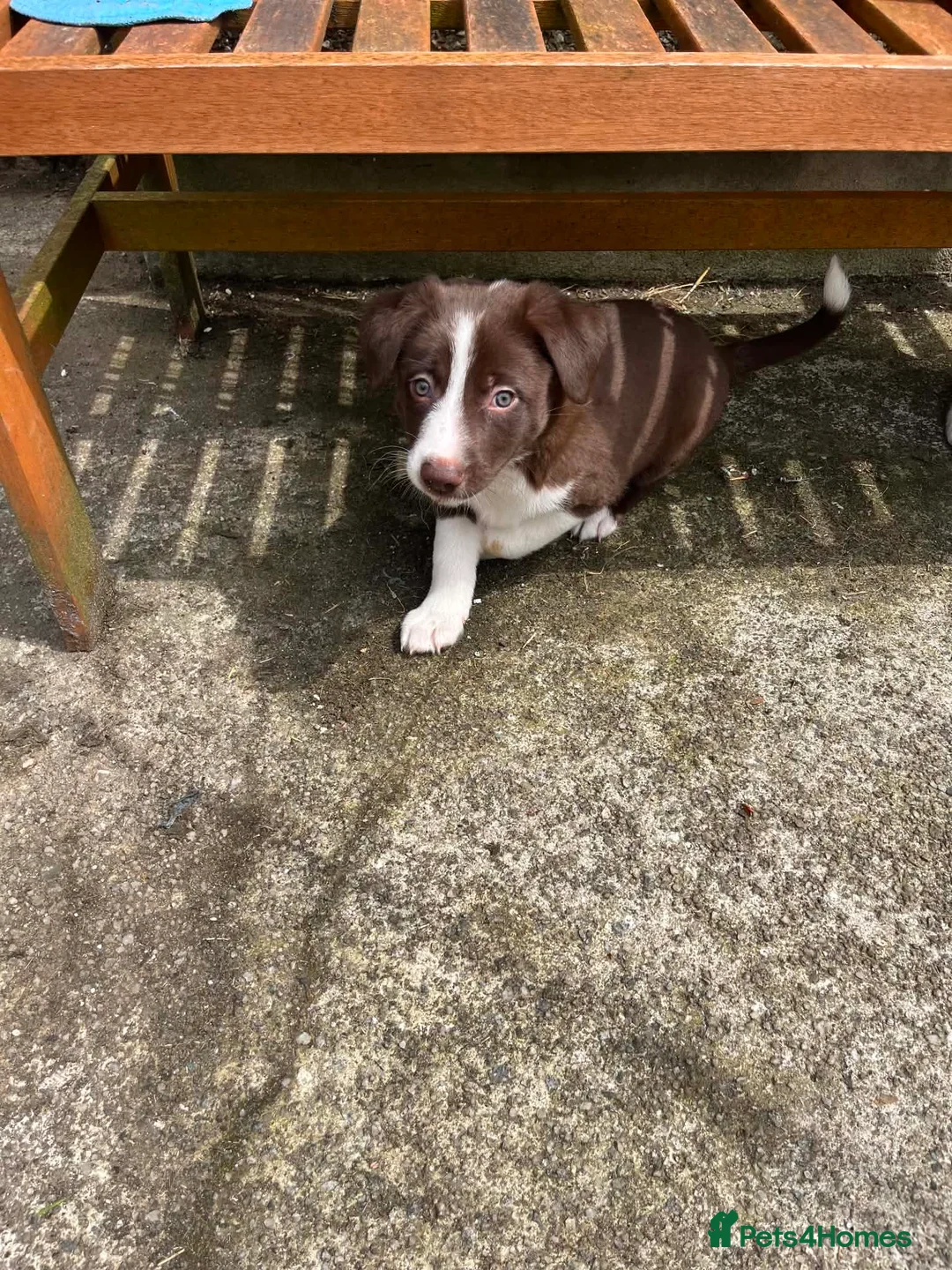 Border Collie dogs for sale: Border collie puppies - Advert 10