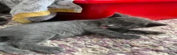 Ragdoll cats for sale: Beautiful Ragdoll cross kittens for sale  - Advert 8