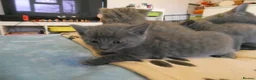Russian Blue cats for sale: Russian Blue kitten for sale - ONE Girl left - Advert 4