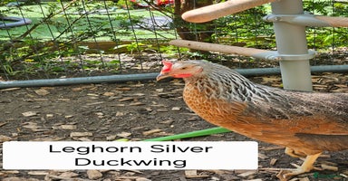 Chickens poultry - Advert 14
