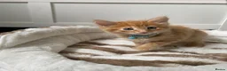 Mixed Breed cats for sale: Three kittens available  - Advert 1