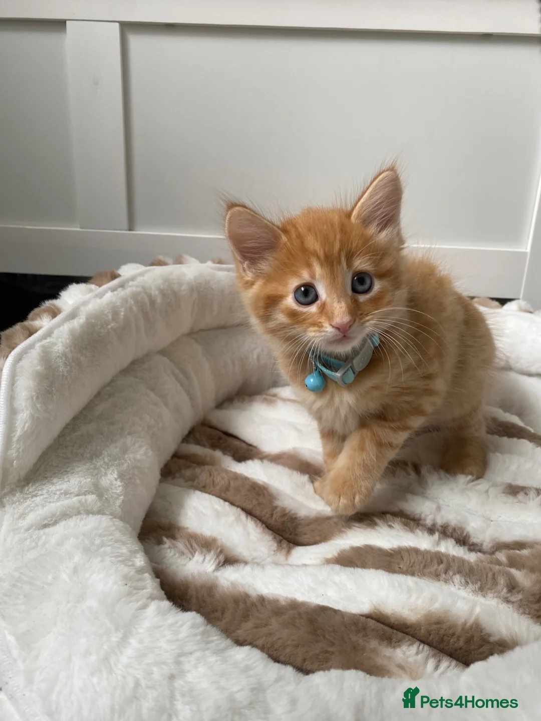 Mixed Breed cats for sale: Three kittens available  - Advert 1
