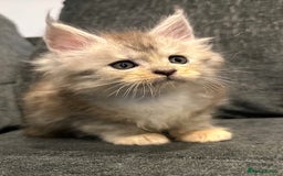 Maine Coon cats for sale: Gorgeous Registered Maine Coon Kittens  - Image 4
