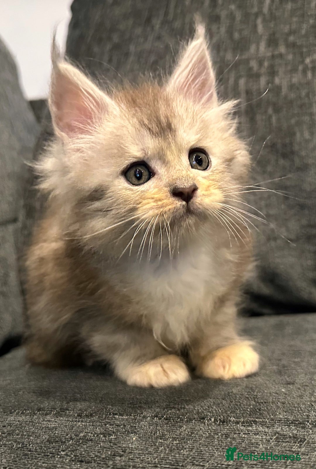 Maine Coon cats for sale: Gorgeous Registered Maine Coon Kittens  - Image 4