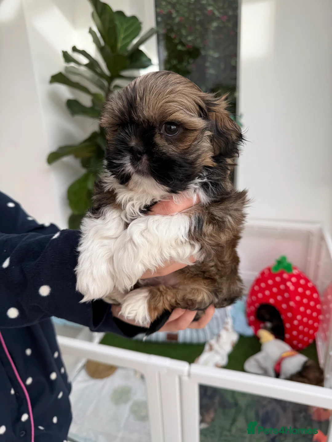 Lhasa Apso dogs for sale: Beautiful Lhasa Apso Boys 8 weeks old - Advert 8
