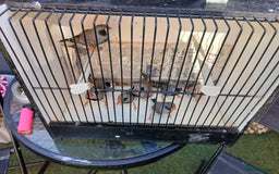 Finches birds for sale: Various finches - Image 3