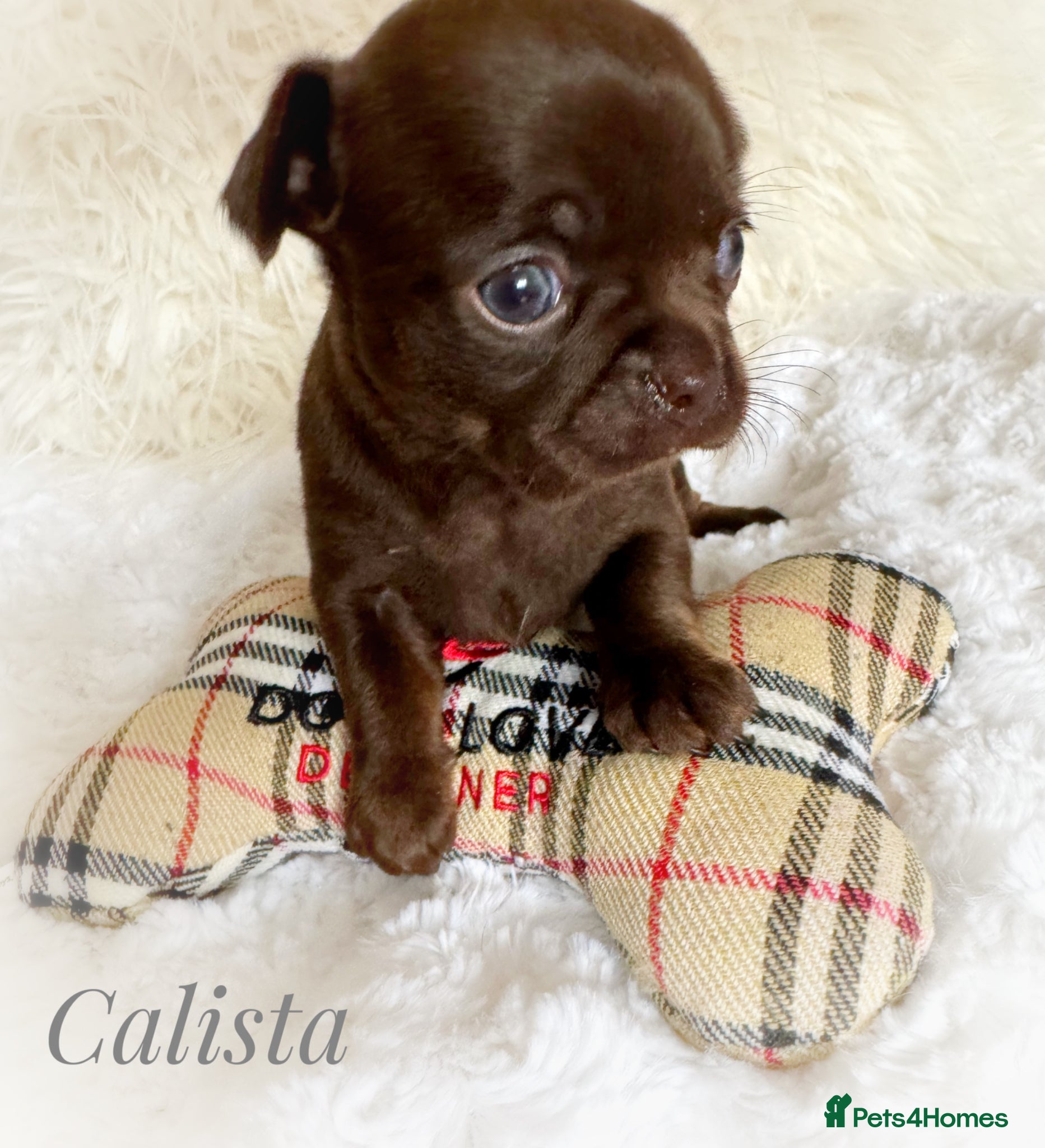 Chihuahua dogs Chihuahua puppies chocolate merle  - Advert 1