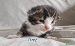 Maine Coon cats for sale: DNA TESTED 100% MAINE COON KITTENS  - Image 12