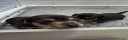 Jack Russell dogs for sale: Mini Jack Russel pups in Wakefield - Advert 3