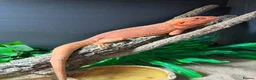 Dragon reptiles for sale: Bearded dragon  in Sunbury-on-Thames - Advert 2
