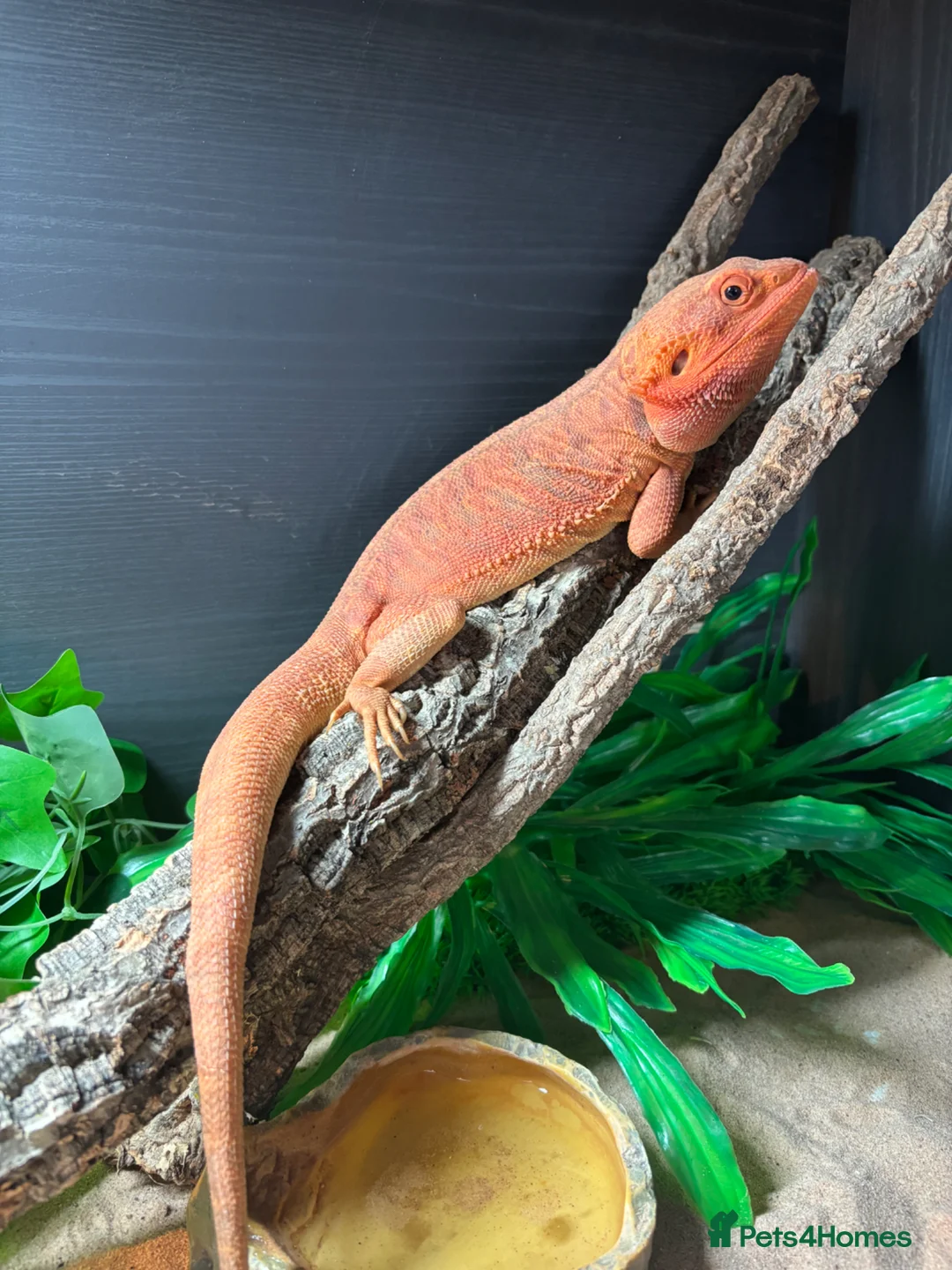 Dragon reptiles for sale: Bearded dragon  in Sunbury-on-Thames - Advert 2