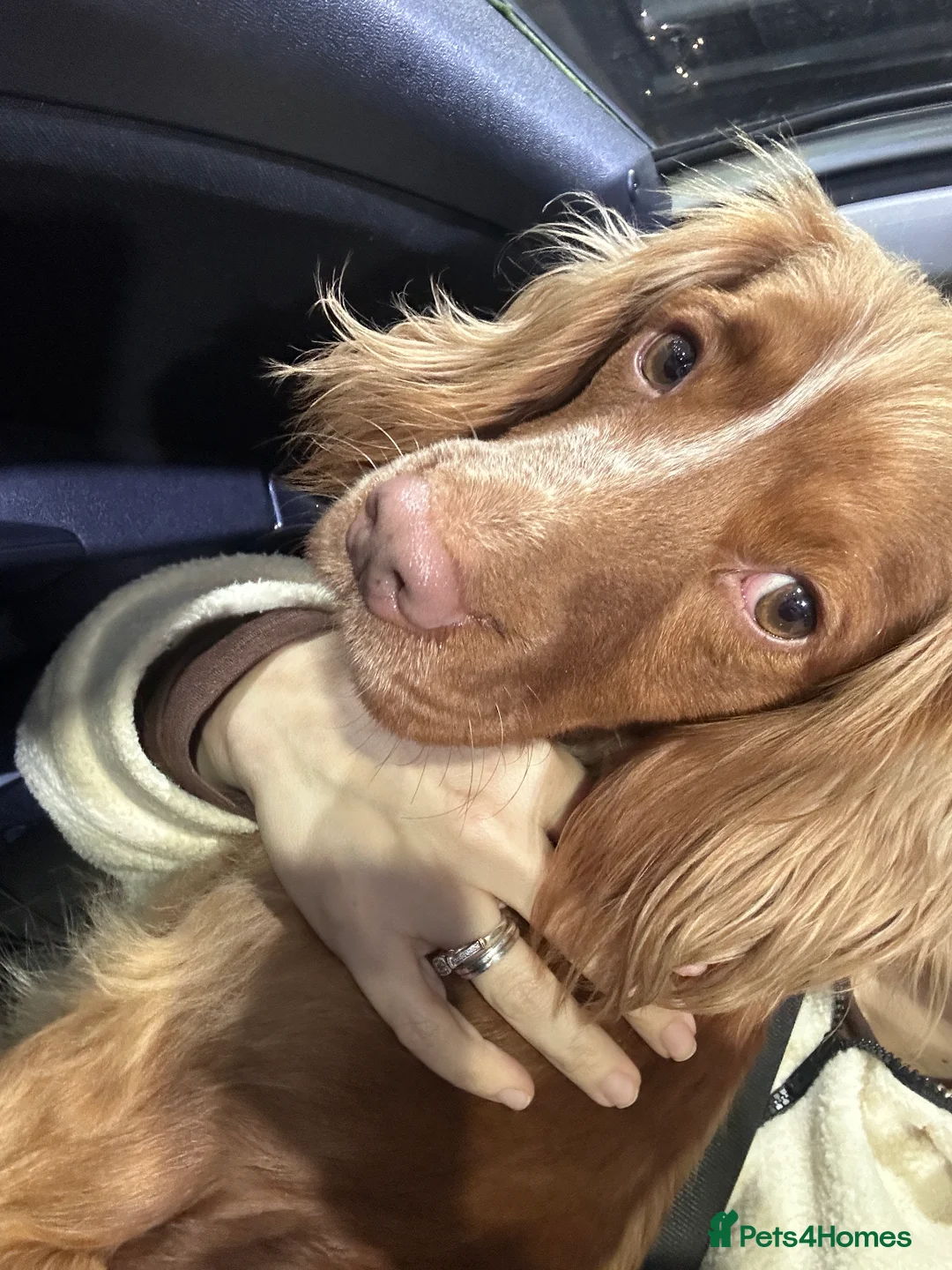 Cocker Spaniel dogs for sale: Lovely 3 year old cocker spaniel for rehome in Heathfield - Advert 3