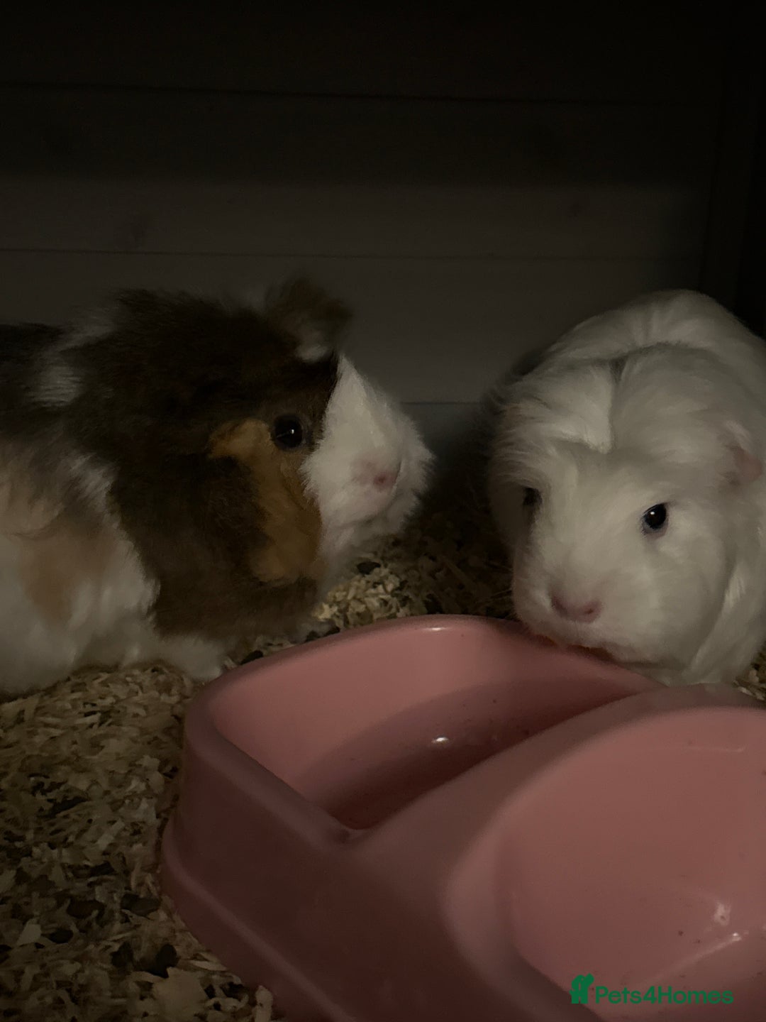 Guinea Pig rodents for sale: Guinea Pigs to rehome  - Advert 2