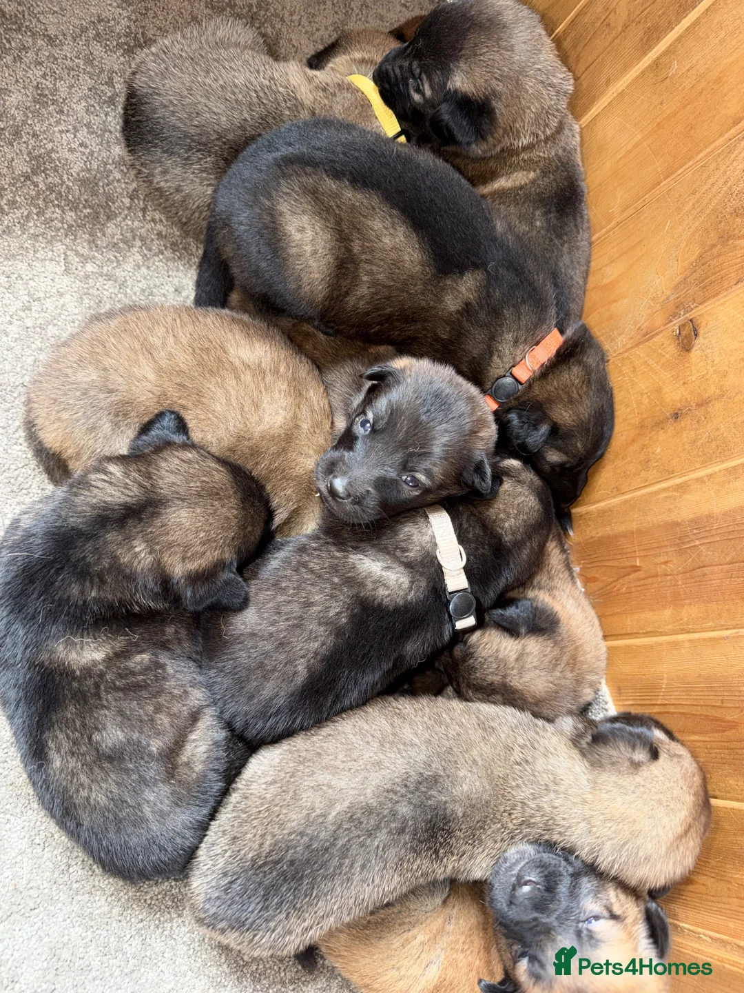 Mixed Breed dogs for sale: German Shepherd x Belgian Malinois in Bedford - Advert 2