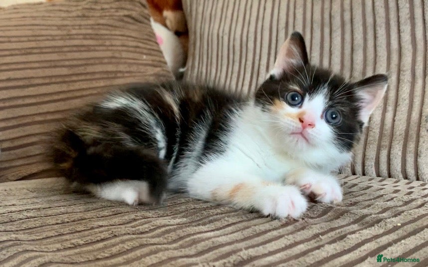 Mixed Breed cats for sale: Cute kittens ready now - Advert 1