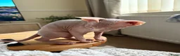 Sphynx cats for sale: 9 month old sphynx male  - Advert 12