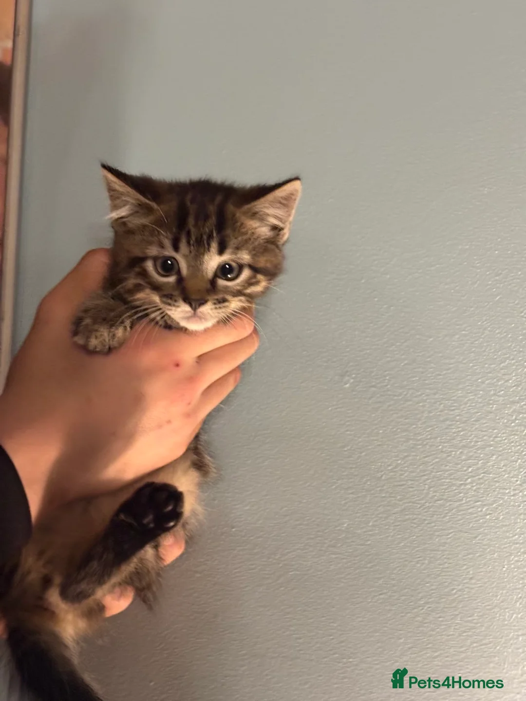 Domestic Shorthair cats for sale: 4 Adorable tabby kittens ready for homes in Cardiff - Advert 6